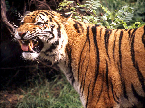 © WWF-Canon / Chris Martin BAHR <br> In the 1940s the Amur tiger was on the brink of extinction, with no more than 40 individuals remaining in the wild. Thanks to vigorous anti-poaching and other conservation efforts in Russia with support from many partners, including WWF, the Amur tiger population recovered and has remained stable at around 450 individuals throughout the last decade.